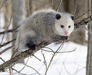 Opossum