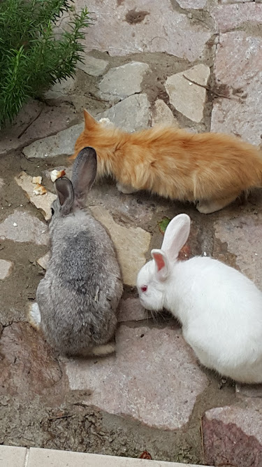 Tavşanların anısına