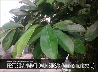 Pestisida Nabati Dari Materi Daun Sirsak (Annona Muricata, Linn.)