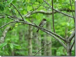 Bird 1  