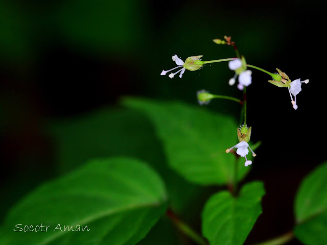 Circaea erubescens