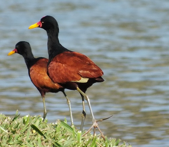 Jacana