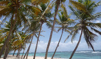 cocotier et plage de sable blanc