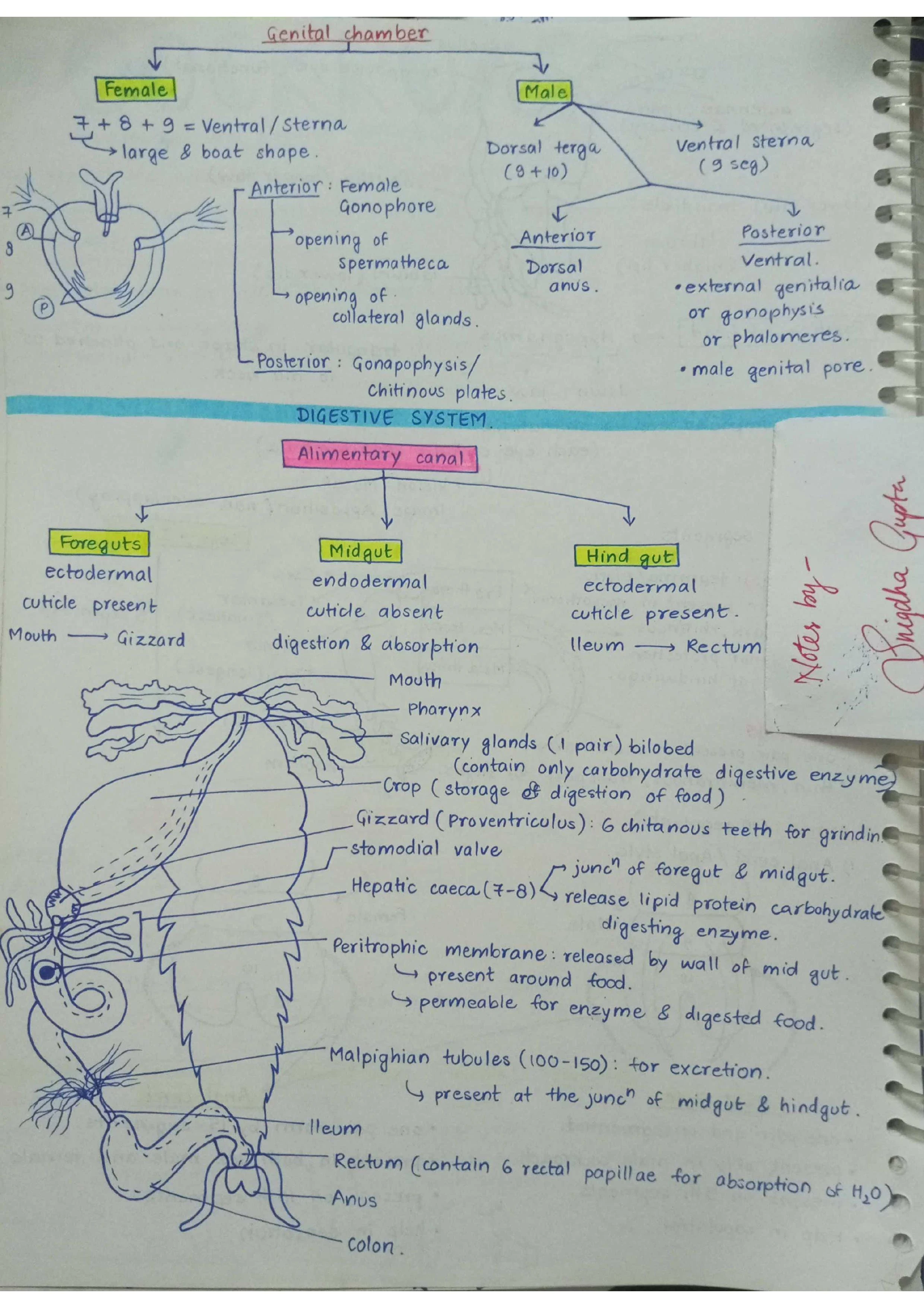 Cockroaches - Biology Short Notes 📚