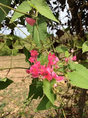 Jojolito - Antigonon leptopus