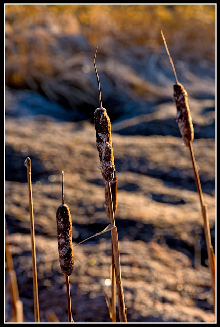 Nova Scotia; Cattails; Marsh Grass