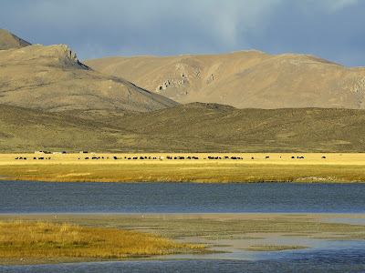 grazing yak tibet