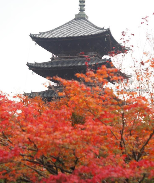 [京都] 東寺の紅葉