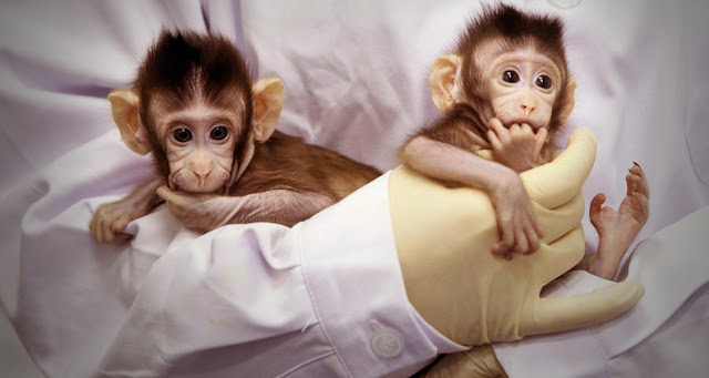First Primate Clones - Human cloning will also be a reality