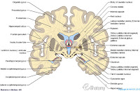 Human Brain Anatomy5