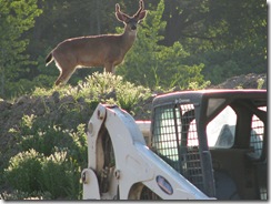 deer in park 321