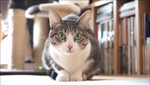 Obligatory animated cat gif