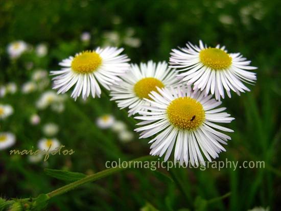 Daisy Fleabane-Erigeron strigosus close-up