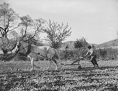 Negro farmer plowing his field of four acres