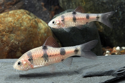 Ikan Everetti Barb (Puntius Everetti)