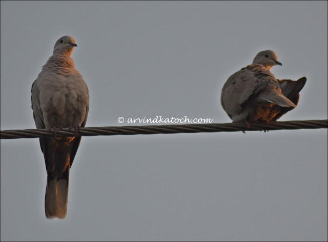 pair, collared dove,