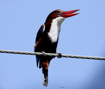 White-throated Kingfisher