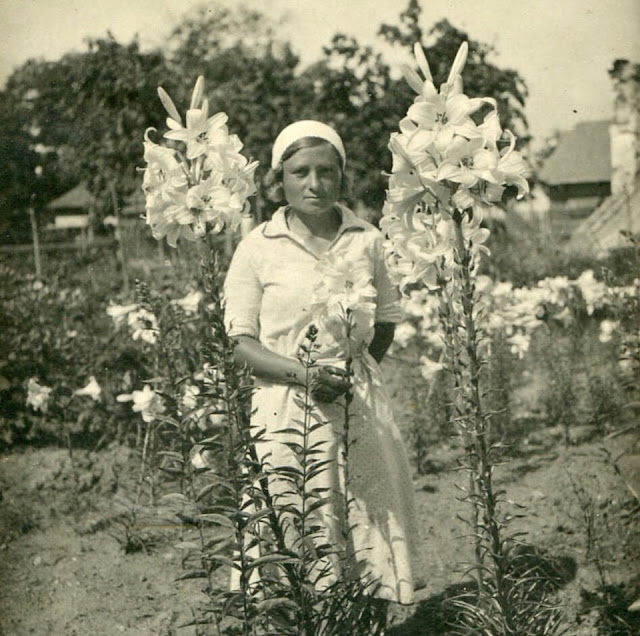 Лилия белоснежная (Lilium candidum)