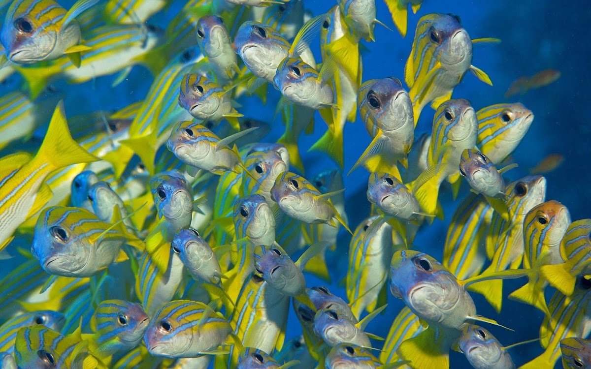 Fishes Group Widescreen HD Wallpaper