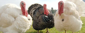 How To Raise Turkey From Day-Old