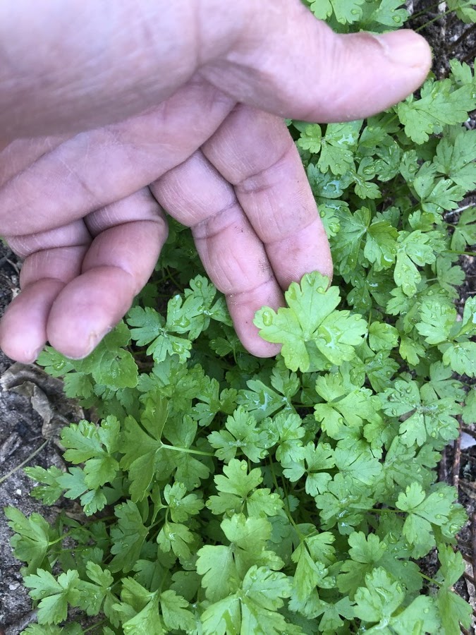 Fresh parsley is a great addition to salads, marinades, and homemade sauces; it can also be used in pesto, herb butter, tabbouleh, and as a flavorful garnish for savory dishes. Its bright flavor and nutritional profile make it a valuable ingredient for cooking and entertaining.