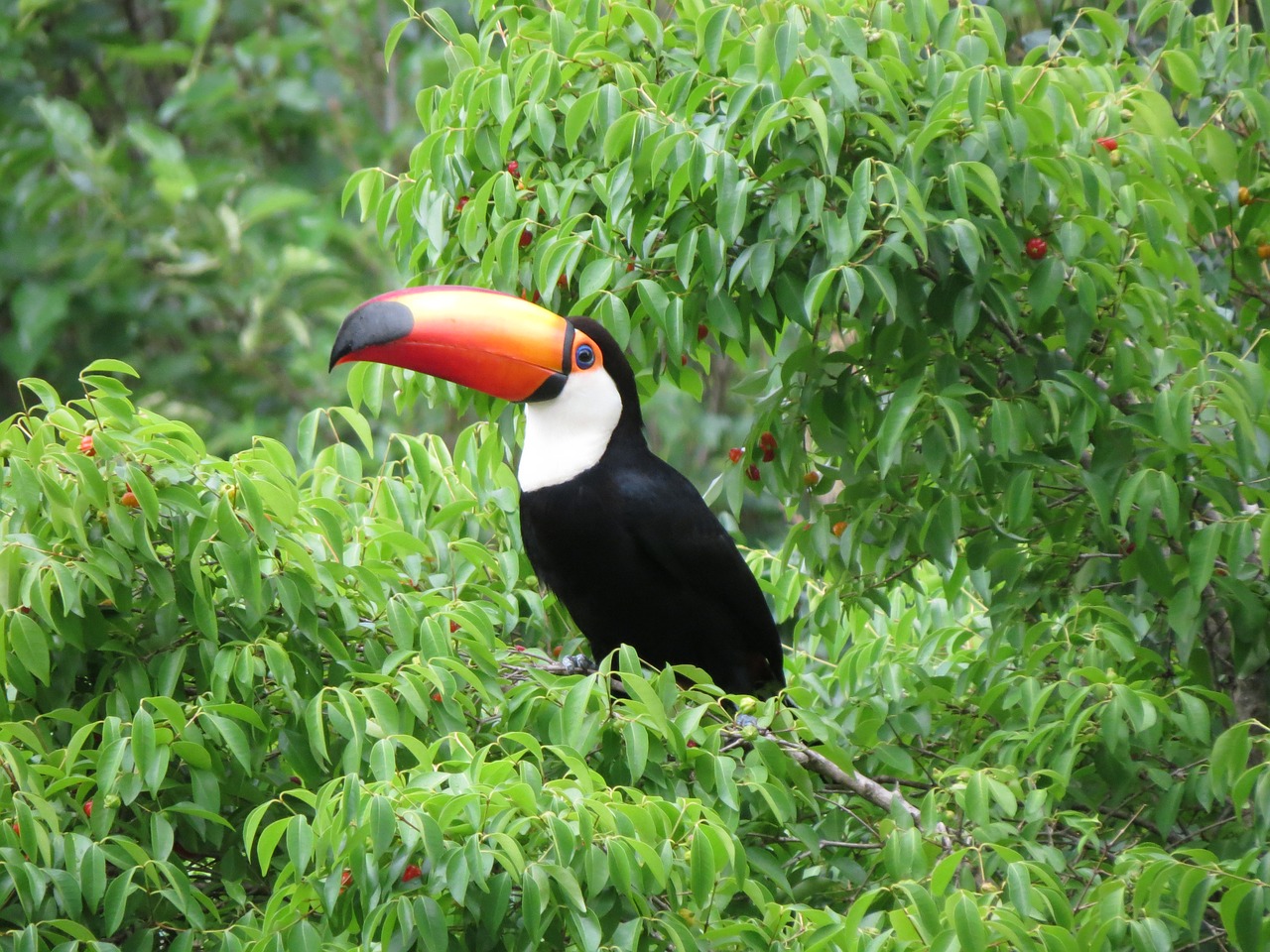 Mata Atlântica - Fonte: https://www.maxpixel.net/photo-3455890