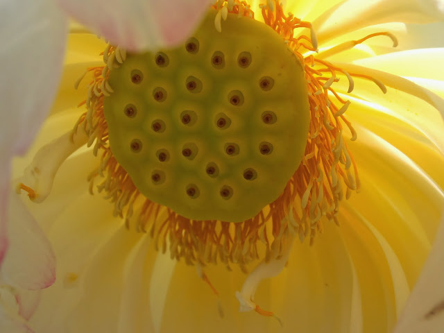 FLOR DE LOTO: Nelumbo nucifera