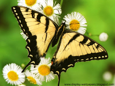 Butterfly Desktop Wallpaper HD