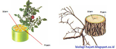 Pengertian, Persamaan dan Perbedaan Xilem dan floem 
