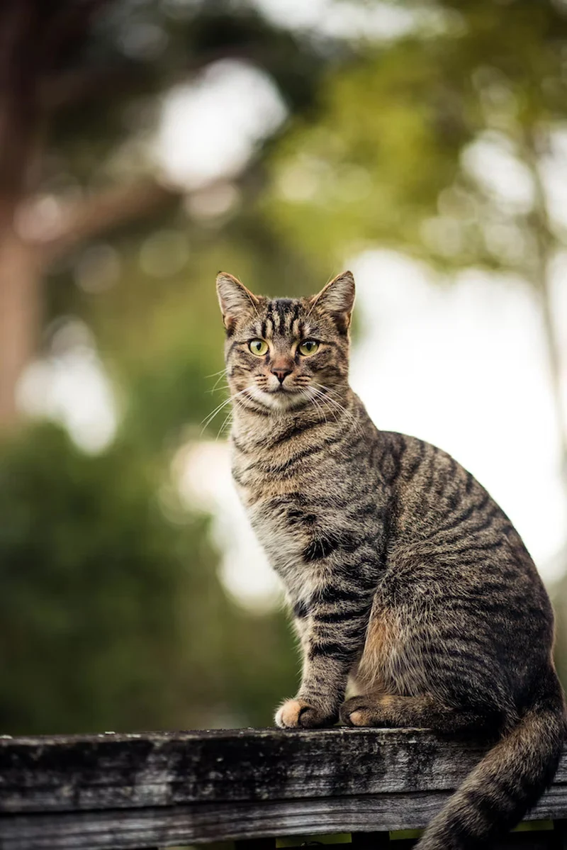 Most Popular Cat Breeds in the USA