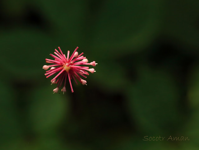 Panax japonicus