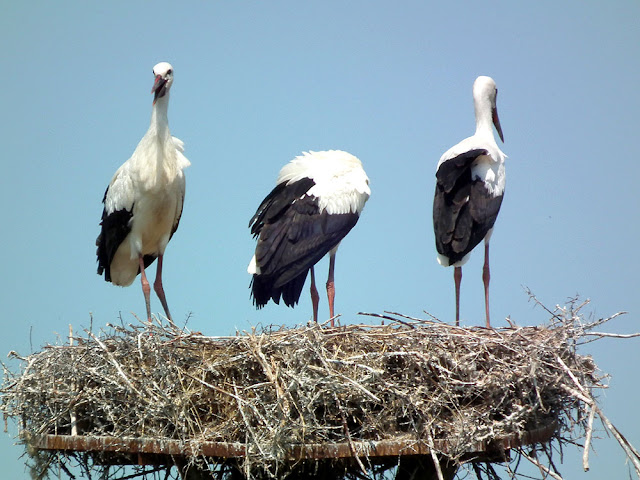 Young White Storks Ciconia ciconia on the nest, Brouage marshes, Charente-Maritime. France. Photo by Loire Valley Time Travel.