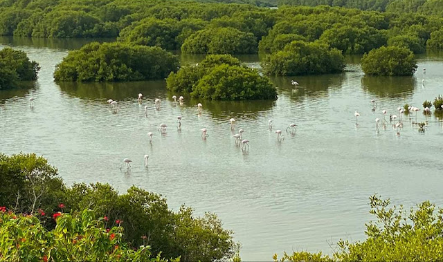 Al Zorah Nature Reserve