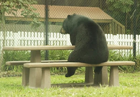 Funny animals of the week - 21 March 2014 (40 pics), funny animal pictures, black bear sits on park bench