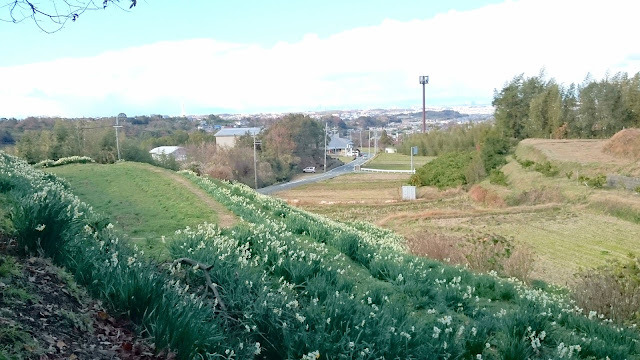 スイセンの丘(千早赤阪村)