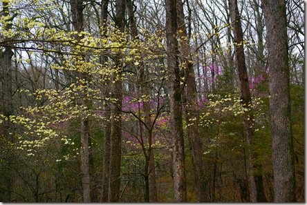 redbuds and dogwoods 003
