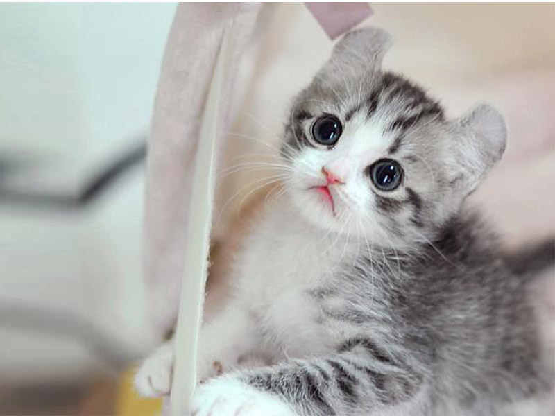  Gambar  Berikut Daftar Harga Kucing  Termahal Dunia Okdogi 