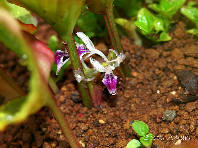 Kaempferia parviflora