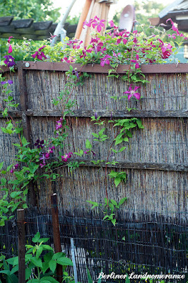 Clematis im Bauerngarten