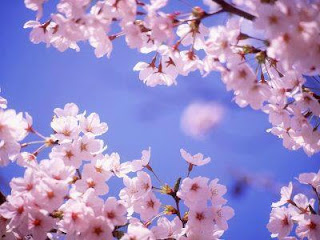 las flores del almendro y el cielo