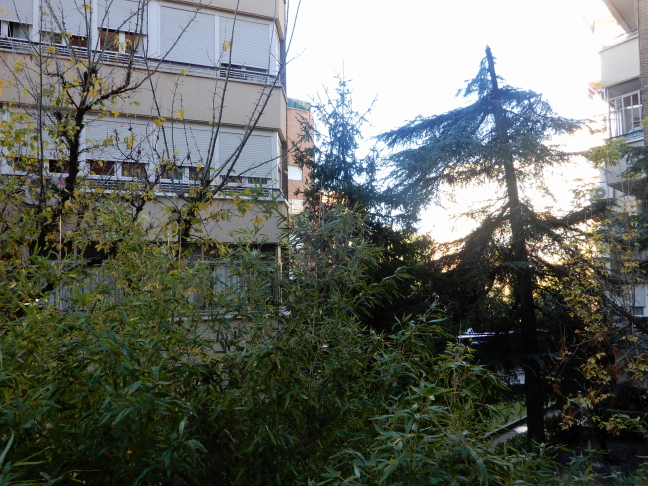 A mano izquierda las galerías de un edificio moderno. En primer plano árboles frondosos de un jardín urbanoebr