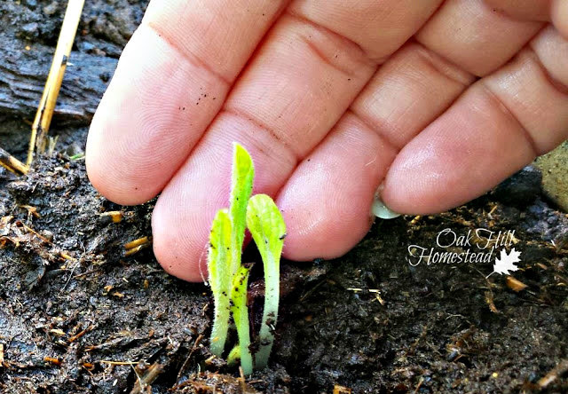 How to Grow Comfrey Plants