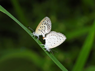 Pale Grass Blue Maiting Pair at Xianjia Lake