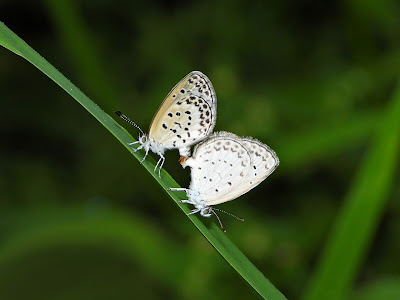 Pale Grass Blue Maiting Pair at Xianjia Lake