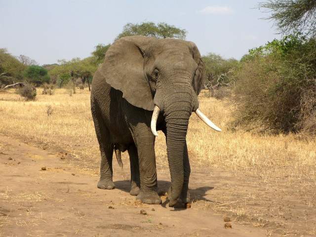 Imagen Fotos de Elefante