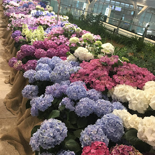 Hydrangea (アジサイ) 羽田空港国際線ターミナル