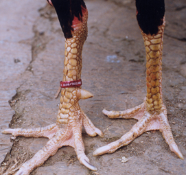 Kisah Para Wali (Bisyr - manusia kaki ayam) - PayaBesarPedas