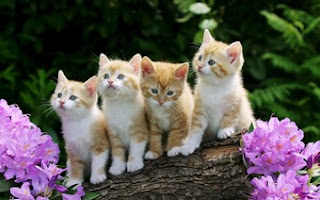 Foursome Cats Wallpaper