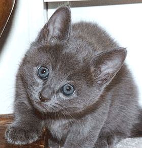About Russian Blue Cats