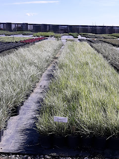 Overdam, Grass, Variegated